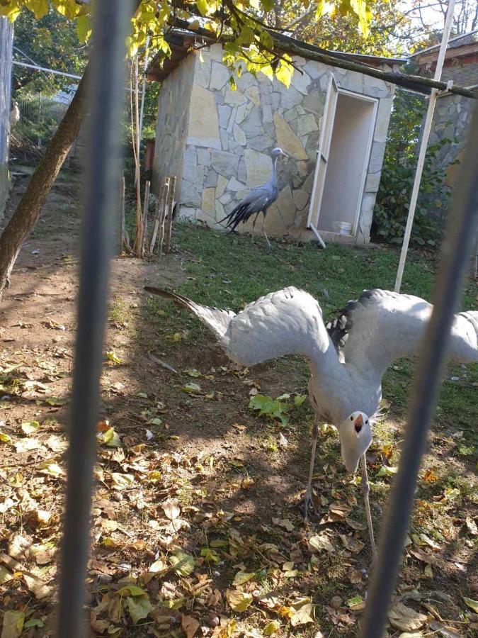 Hotel Zoo Misic Prenociste Vranje Esterno foto
